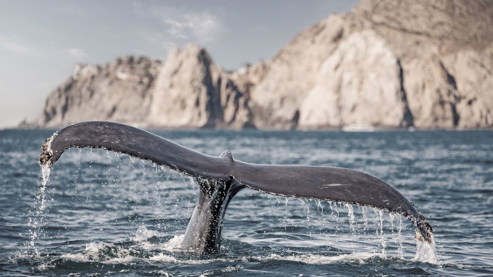 OceanCare 